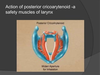 Action of posterior cricoarytenoid -a
safety muscles of larynx
 