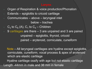 Larynx
- Organ of Respiration & voice production/Phonation
- Extends – epiglottis to cricoid cartilage
- Communicates – above – laryngeal inlet
below – trachea
- C3 to C6 (A), C1 to C4 – Children
- 9 cartilages are there – 3 are unpaired and 3 are paired
unpaired – epiglottis, thyroid, cricoid
paired – arytenoid, corniculate, cuneiform
Note – All laryngeal cartilages are hyaline except epiglottis,
corniculate, cuneiform, vocal process & apex of arytenoid
which are elastic cartilage
Hyaline cartilage ossify with age but not elastic cartilage
Length -44mm in male and 36 mm in female
 
