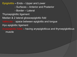 Epiglottis – Ends – Upper and Lower
- Surfaces – Anterior and Posterior
- Border – Lateral
Thyroepiglottic ligament
Median & 2 lateral glossoepiglottic fold
Vallecula - space between epiglottis and tongue
Hyo epiglottic ligament
Aryepiglottic folds – having aryepiglotticus and thyroepiglotticus
muscle
 