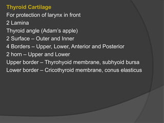 Thyroid Cartilage
For protection of larynx in front
2 Lamina
Thyroid angle (Adam’s apple)
2 Surface – Outer and Inner
4 Borders – Upper, Lower, Anterior and Posterior
2 horn – Upper and Lower
Upper border – Thyrohyoid membrane, subhyoid bursa
Lower border – Cricothyroid membrane, conus elasticus
 