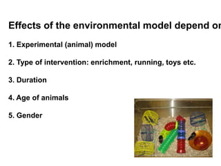 Effects of the environmental model depend on:

1. Experimental (animal) model

2. Type of intervention: enrichment, running, toys etc.

3. Duration

4. Age of animals

5. Gender
 