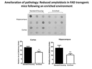 Amelioration of pathology: Reduced amyloidosis in FAD transgenic
            mice following an enriched environment
                                                            Standard Housing                                         Enriched



        Hippocampus




                                                  Cortex




                                                             Cortex                                                            Hippocampus
                                             25
          Relative level (Arbitrary Units)




                                                                                 Relative level (Arbitrary Units)
                                                                                                                    25

                                             20
                                                                                                                    20

                                             15                          *                                          15
                                                                                                                                              **
                                             10                                                                     10

                                             5                                                                      5

                                             0                                                                      0
                                                   Standard Housing   Enriched
                                                                                                                         Standard Housing   Enriched
 
