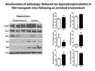 Amelioration of pathology: Reduced tau hyperphosphorylation in
    FAD transgenic mice following an enriched environment
                                                                  25                                        20




                                       FL-APP (Arbitrary Units)




                                                                                 Tau5 (Arbitrary Units)
             Hippocampus                                          20
                                                                                                            15
                                                                  15
         Standard Housing   Enriched                                                                        10
                                                                  10
                                                                                                            5
                                                                  5
FLAPP
                                                                  0                                         0
                                                                       SH   EN                                   SH   EN
Tau5                                                              40                                        40




                                       PHF1 (Arbitrary Units)




                                                                                 KHC (Arbitrary Units)
                                                                  30                                        30
 PHF1
                                                                  20                                        20

  KLC                                                             10                                        10


                                                                  0                                         0
 KHC                                                                   SH   EN                                   SH   EN

                                                                  30                                        20




                                                                                  Actin (Arbitrary Units)
 Actin                                 KLC (Arbitrary Units)                                                15
                                                                  20

                                                                                                            10

                                                                  10
                                                                                                             5


                                                                  0                                          0
                                                                       SH   EN                                   SH   EN
 