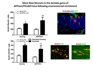 More New Neurons in the dentate gyrus of
                                 APPswe/PS1ΔE9 mice following environmental enrichment

                           800
                                  * vs. Nontg SH                                BrdU/NeuN/GFAP
                                  ** vs. APP/PS1 SH
BrdU+/NeuN+ cells



                                                                    **
                           600

                                               *
                           400


                           200


                            0
                                       NonTg              APP/PS1
                                  * vs. nonTg SH      Standard Housing
                           500    ** vs. APP/PS1 SH   Enriched
                                              *                **        BrdU/GFAP          BrdU/S100β
       BrdU+/GFAP+ cells




                           400

                           300

                           200

                           100

                             0
                                       NonTg            APP/PS1
 