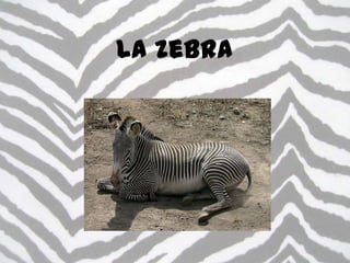La zebra
 