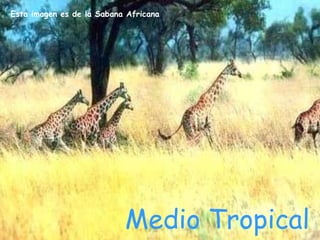 Esta imagen es de la Sabana Africana




                           Medio Tropical
 