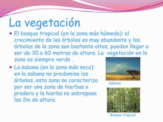La vegetación
 El bosque tropical (en la zona más húmeda): el
  crecimiento de los árboles es muy abundante y los
  árboles de la zona son bastante altos, pueden llegar a
  ser de 30 a 60 metros de altura. La vegetación en la
  zona es siempre verde .
 La sabana (en la zona más seca):
  en la sabana no predomina los
  árboles, esta zona se caracteriza     Sabana
  por ser una zona de hierbas o
  pradera y la hierba no sobrepasa
  los 2m de altura.

                                        Bosque tropical
 