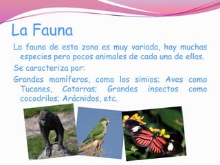 La Fauna
La fauna de esta zona es muy variada, hay muchas
  especies pero pocos animales de cada una de ellas.
Se caracteriza por:
Grandes mamíferos, como los simios; Aves como
  Tucanes, Cotorras; Grandes insectos como
  cocodrilos; Arácnidos, etc.
 