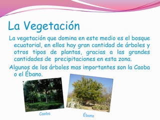 La Vegetación
La vegetación que domina en este medio es el bosque
  ecuatorial, en ellos hay gran cantidad de árboles y
  otros tipos de plantas, gracias a las grandes
  cantidades de precipitaciones en esta zona.
Algunos de los árboles mas importantes son la Caoba
  o el Ébano.
 