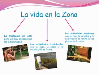 La vida en la Zona

                                                     Las actividades modernas
La Población de esta                                 son la tala de árboles y la
zona es muy escasas por                              explotación de resina de las
las dificultades.                                    plantas de la selva.
                     Las actividades tradicionales
                     son la caza, la pesca y la
                     recolección de frutos.
 
