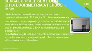 CT
Aggiungere un piè di pagina 9
SESSAGGIO DEL SEME CON
CITOFLUORIMETRIA A FLUSSO in
un toro
• Nella fecondazione artificiale si deve poter contare su
spermatozoi separati. Gli X dagli Y. Si chiama seme sessato.
• Ma come si possono separare gli spermatozoi nell’eiaculato di
toro? Recenti ricerche hanno potuto accertare una differenza di
circa il 3,9% nel contenuto di DNA tra il cromosoma X e il
cromosoma Y.
• La citofluorimetria a flusso consente la rilevazione, il conteggio,
la caratterizzazione e la separazione di cellule in sospensione
utilizzando un fascio di luce laser.
 