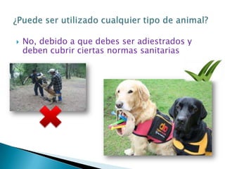    No, debido a que debes ser adiestrados y
    deben cubrir ciertas normas sanitarias
 