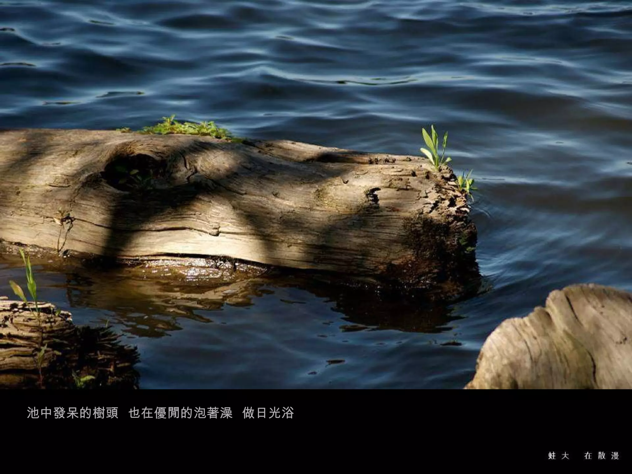 池中發呆的樹頭  也在優閒的泡著澡  做日光浴 