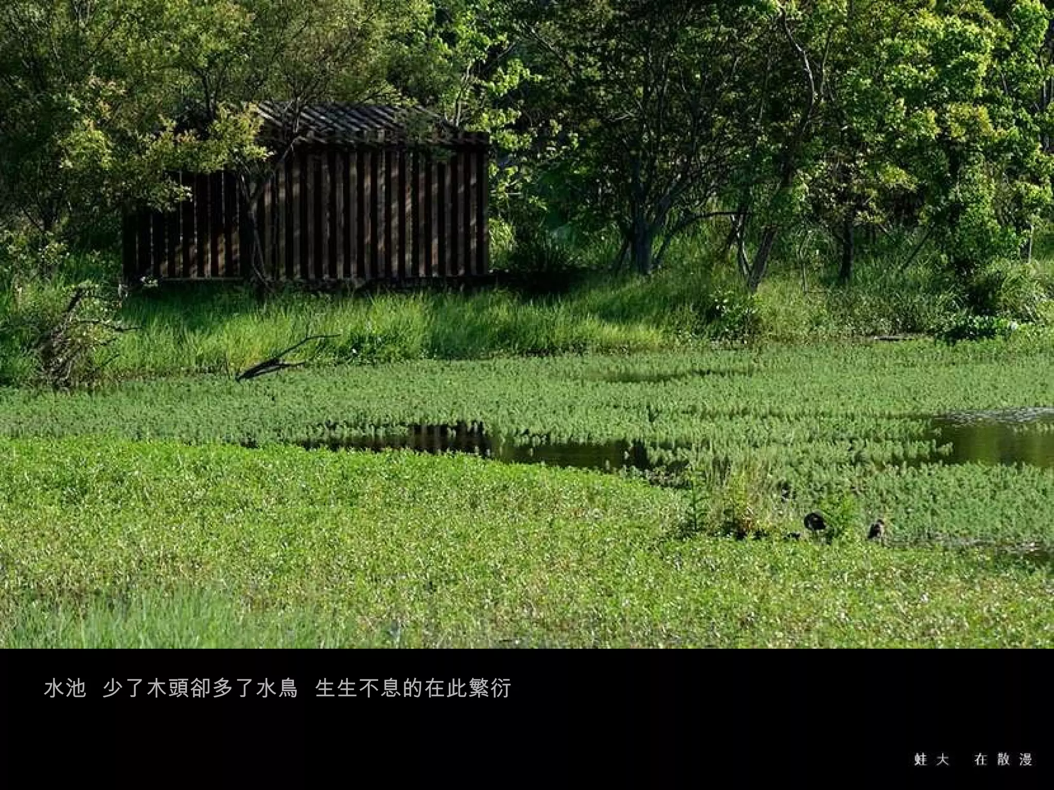 水池  少了木頭卻多了水鳥  生生不息的在此繁衍  
