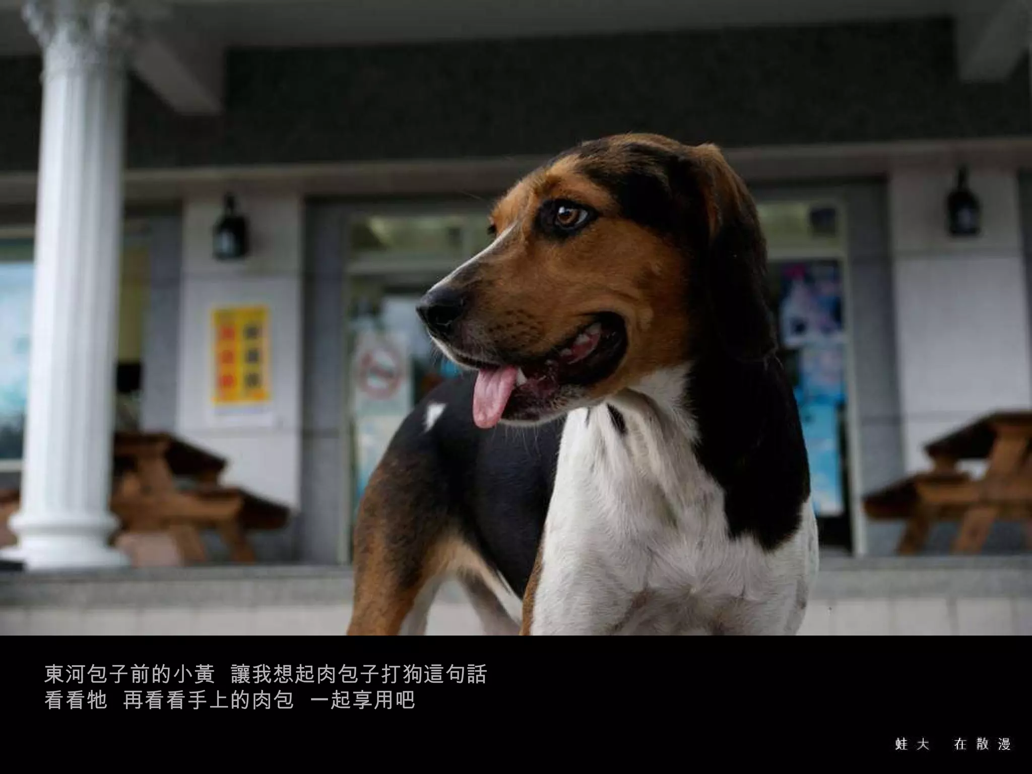 東河包子前的小黃  讓我想起肉包子打狗這句話  看看牠  再看看手上的肉包  一起享用吧 