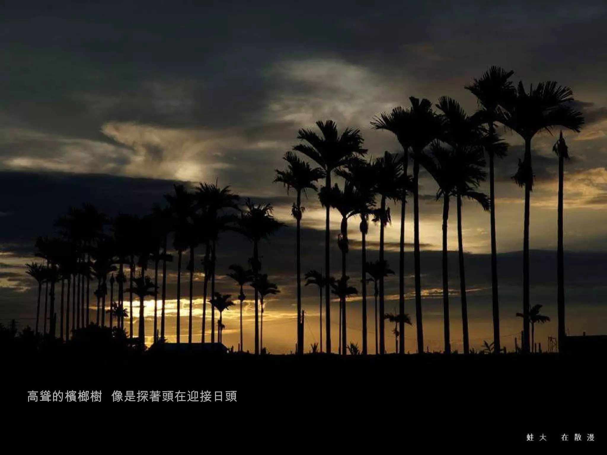 高聳的檳榔樹  像是探著頭在迎接日頭 