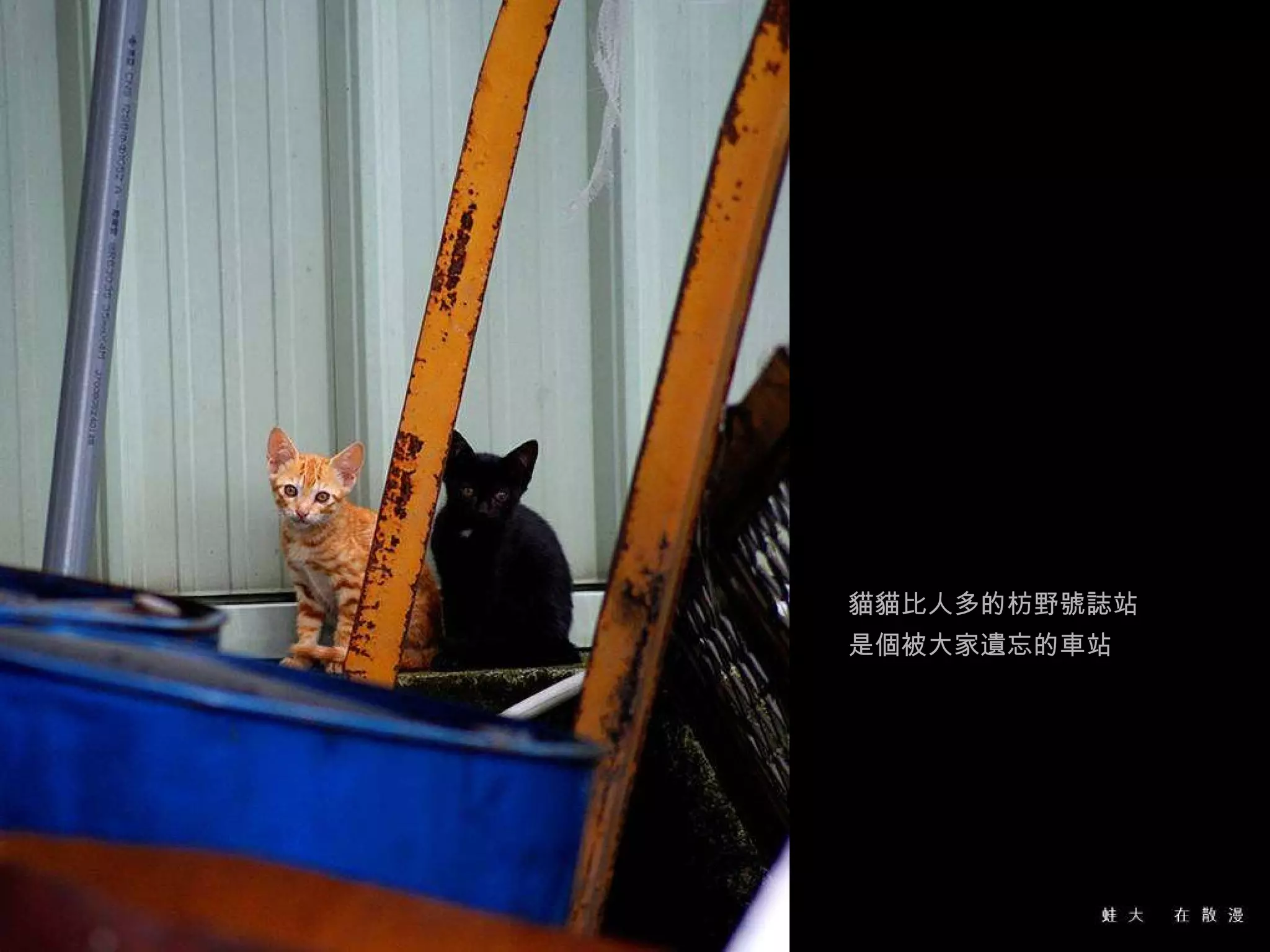 貓貓比人多的枋野號誌站 是個被大家遺忘的車站 