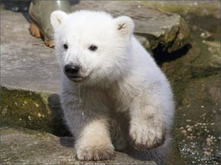 Lb oso polar-polar bear