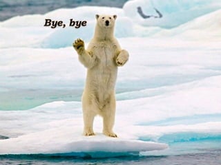 Lb oso polar-polar bear