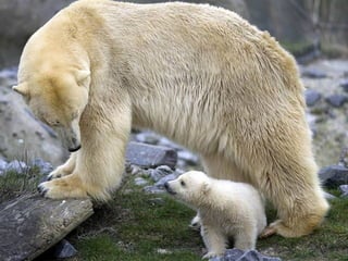 Lb oso polar-polar bear