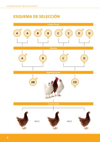 5
LOHMANN TIERZUCHT › guía de manejo
5
Esquema de selección
A
A
AB
A B B
B
C
C
C D D
D
CD
Líneas Puras
Reproductores
Comerciales
Abuelos
ABCDABCD
 
