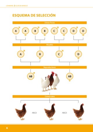 6
LOHMANN › GUÍA DE MANEJO
6
ESQUEMA DE SELECCIÓN
A
A
AB
A B B
B
C
C
C D D
D
AB
Líneas Puras
Reproductores
Comerciales
Abuelos
ABCD
ABCD
 