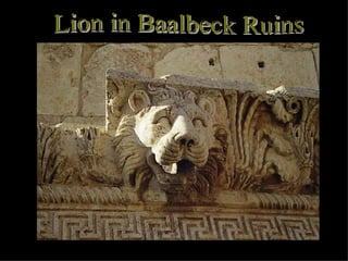 Lion in Baalbeck Ruins 