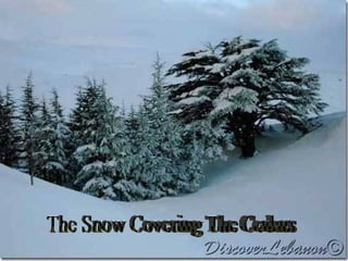 The Snow Covering The Cedars 
