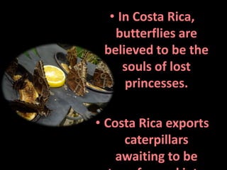 • In Costa Rica,
   butterflies are
 believed to be the
     souls of lost
     princesses.

• Costa Rica exports
     caterpillars
    awaiting to be
 