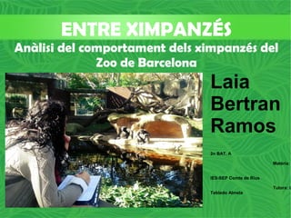 ENTRE XIMPANZÉS
Anàlisi del comportament dels ximpanzés del
Zoo de Barcelona

Laia
Bertran
Ramos
2n BAT. A
Matèria:
IES-SEP Comte de Rius

Tutora: L
Tablado Almela

 