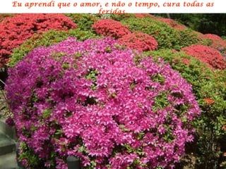 Eu aprendi que o amor, e não o tempo, cura todas as
                     feridas.
 