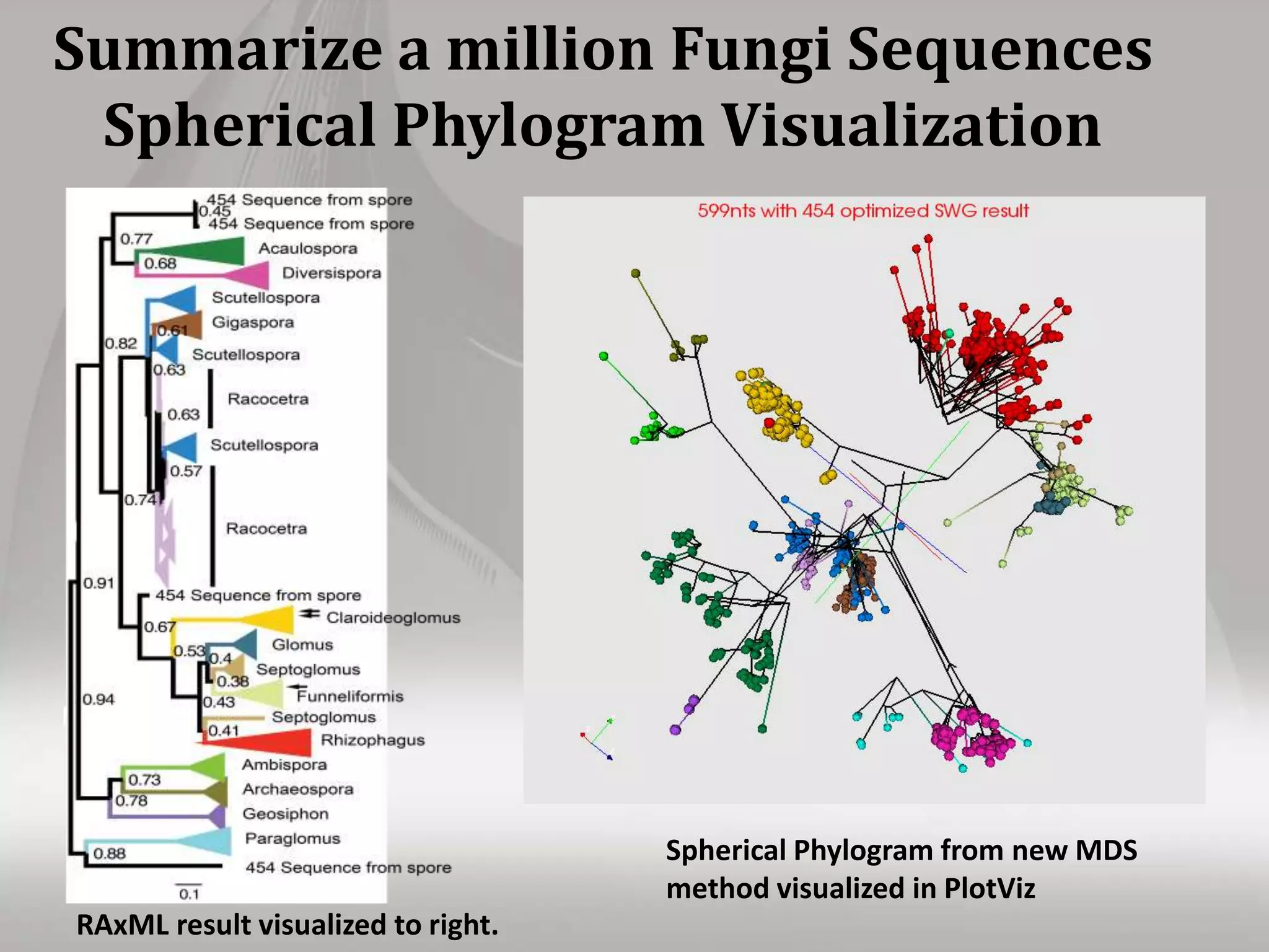 Summarize a million Fungi Sequences
Spherical Phylogram Visualization
RAxML result visualized to right.
Spherical Phylogram from new MDS
method visualized in PlotViz
 