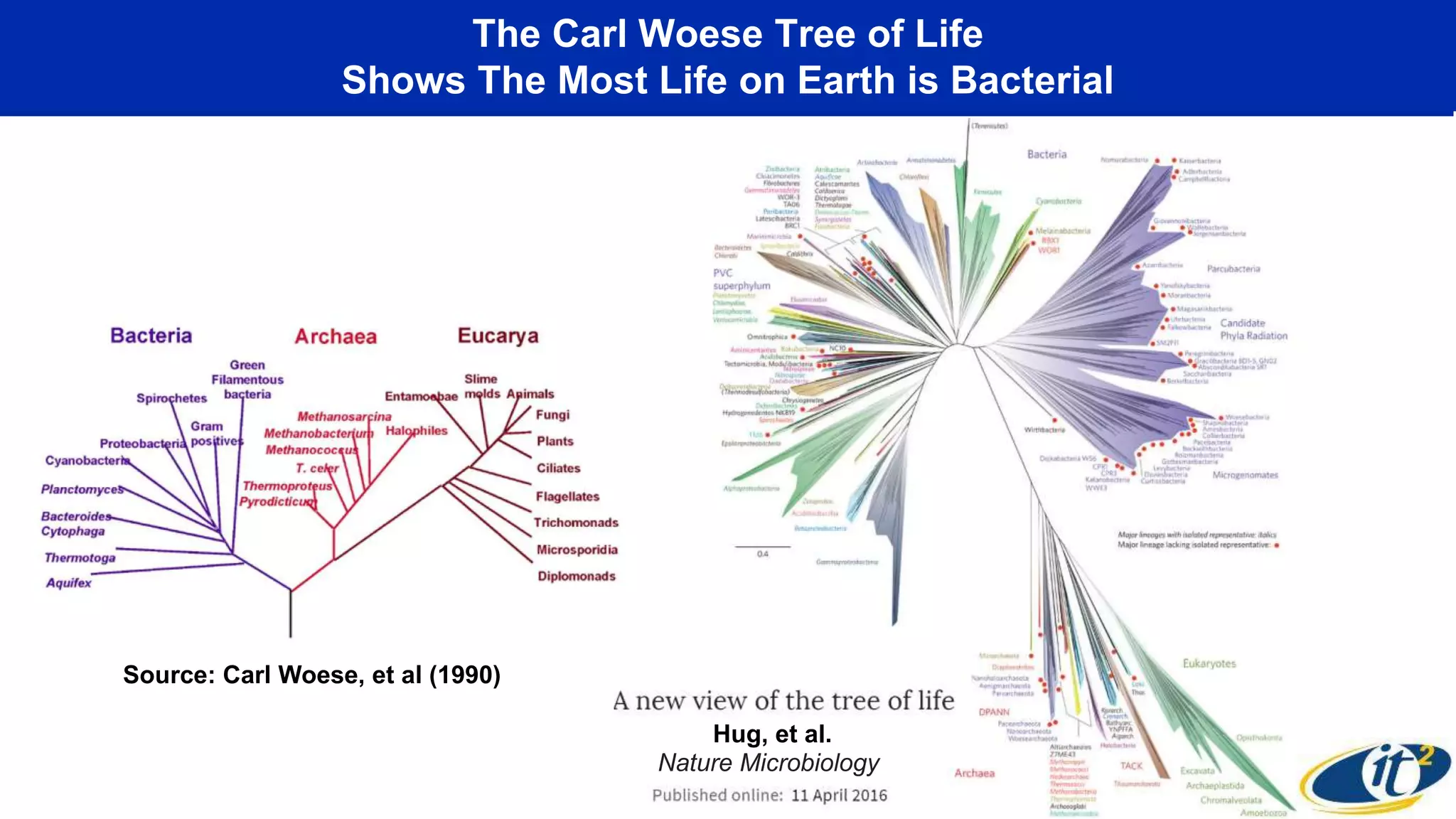 The Carl Woese Tree of Life
Shows The Most Life on Earth is Bacterial
Nature Microbiology
Hug, et al.
Source: Carl Woese, et al (1990)
 