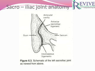 Sacro – iliac joint anatomy
 