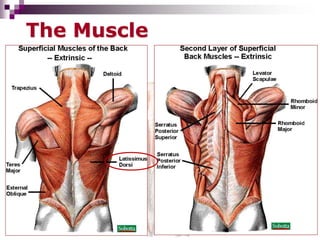 Low Back Pain.ppt