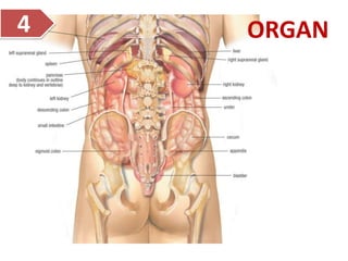 ORGAN
4
 
