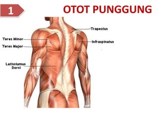 OTOT PUNGGUNG
1
 