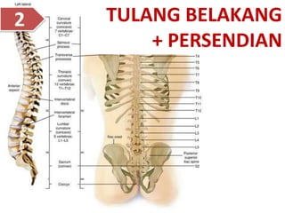 TULANG BELAKANG
+ PERSENDIAN
2
 