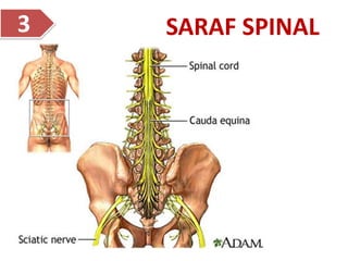 SARAF SPINAL
3
 