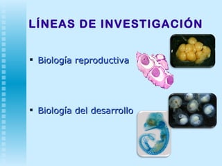 LÍNEAS DE INVESTIGACIÓN Biología reproductiva  Biología del desarrollo 