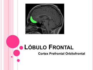 LÓBULO FRONTAL
   Cortex Prefrontal Orbitofrontal
 