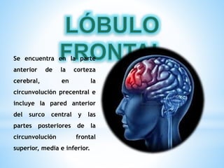 Se encuentra en la parte 
anterior de la corteza 
cerebral, en la 
circunvolución precentral e 
incluye la pared anterior 
del surco central y las 
partes posteriores de la 
circunvolución frontal 
superior, media e inferior. 
 