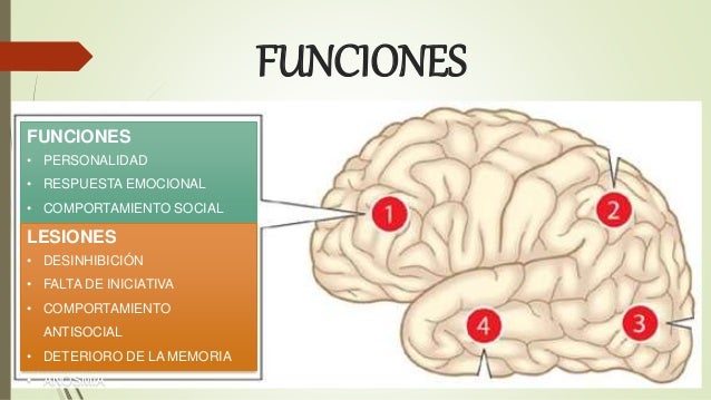 Lóbulo frontal exposición