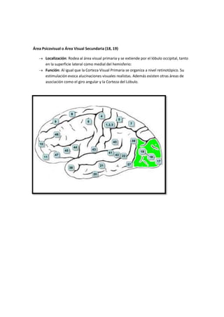 Área Psicovisual o Área Visual Secundaria (18, 19)
Localización: Rodea al área visual primaria y se extiende por el lóbulo occipital, tanto
en la superficie lateral como medial del hemisferio:
Función: Al igual que la Corteza Visual Primaria se organiza a nivel retinotópico. Su
estimulación evoca alucinaciones visuales realistas. Además existen otras áreas de
asociación como el giro angular y la Corteza del Lóbulo.
 