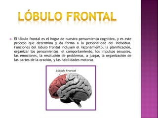  El lóbulo frontal es el hogar de nuestro pensamiento cognitivo, y es este
proceso que determina y da forma a la personal...