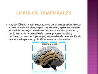  Hay dos lóbulos temporales, cada una de las cuales están situadas
a cada lado del cerebro; izquierda y derecha, aproxima...
