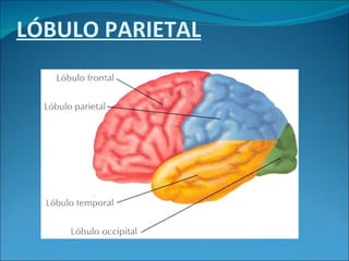 LÓBULO PARIETAL 