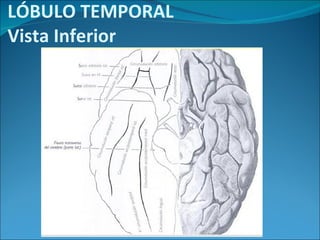 LÓBULO TEMPORAL Vista Inferior 
