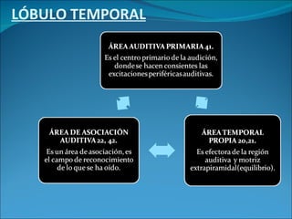 LÓBULO TEMPORAL 