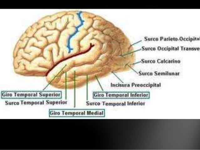 Lóbulo temporal anatomia